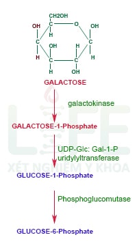 chuyen-hoa-galactose-thanh-glucose