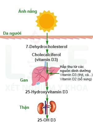 hap-thu-va-chuyen-hoa-vitamin-D3