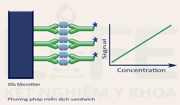 phuong-phap-XN-mien-dich-sandwich