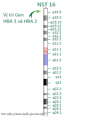 vi-tri-gen-HBA1-HBA2-Thalassemia