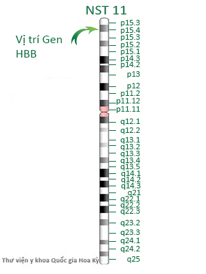 vi-tri-gen-HBB-tren-nst-11-benh-thalassemia