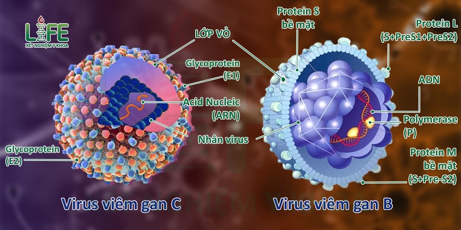 virus-gay-viem-gan-HBV-va-HCV